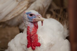 istockphoto.com/Rades6